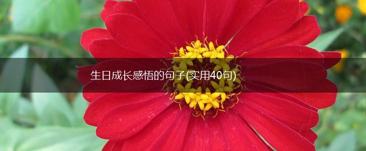 生日成长感悟的句子(实用40句),第1张