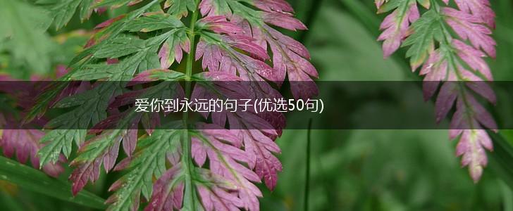 爱你到永远的句子(优选50句),第1张