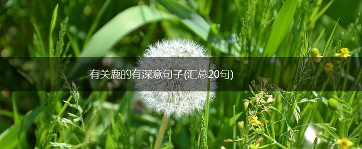 有关鹿的有深意句子(汇总20句),第1张