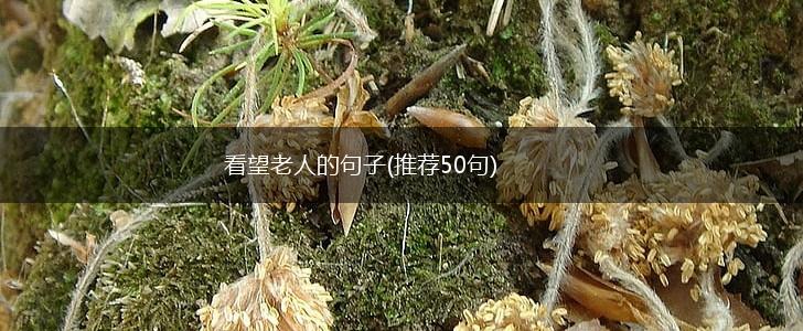 看望老人的句子(推荐50句),第1张