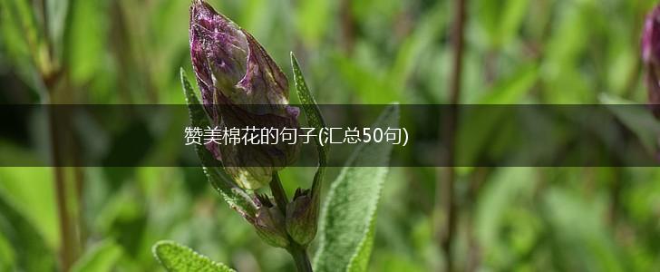 赞美棉花的句子(汇总50句),第1张