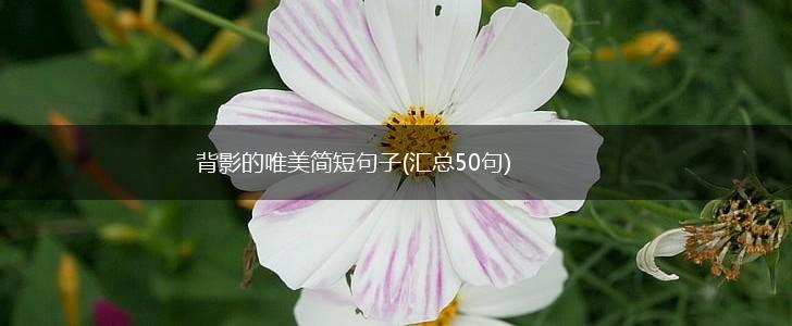 背影的唯美简短句子(汇总50句),第1张