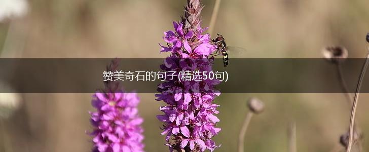 赞美奇石的句子(精选50句),第1张