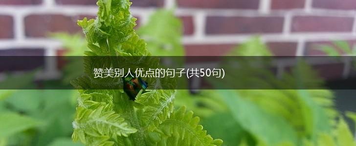 赞美别人优点的句子(共50句),第1张