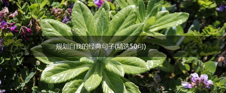 规划自我的经典句子(精选50句),第1张