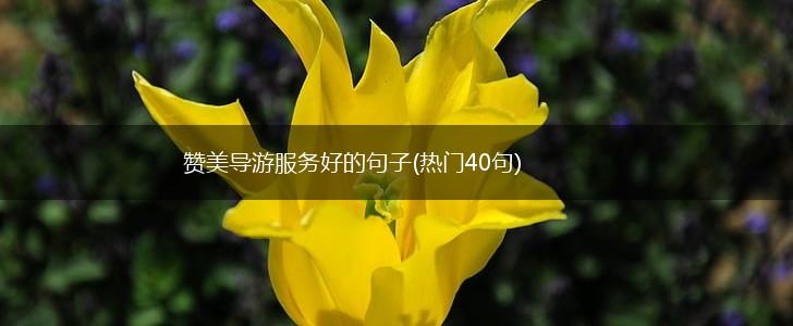 赞美导游服务好的句子(热门40句),第1张
