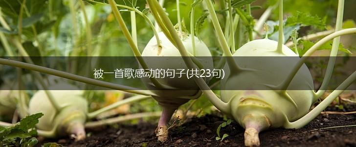 被一首歌感动的句子(共23句),第1张 被一首歌感动的句子(共23句),第1张