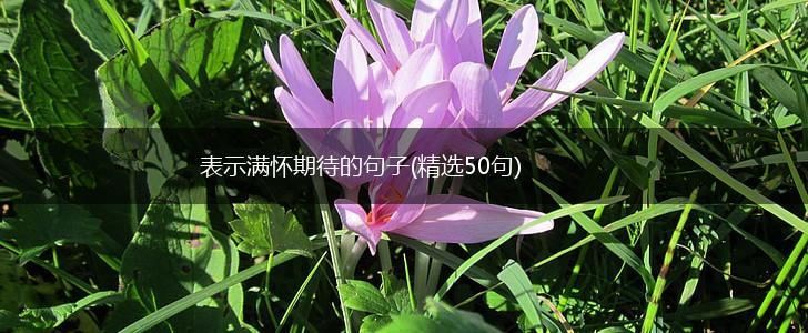 表示满怀期待的句子(精选50句),第1张