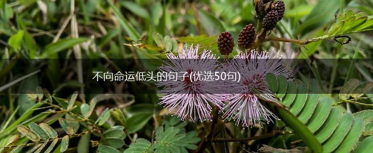 不向命运低头的句子(优选50句),第1张