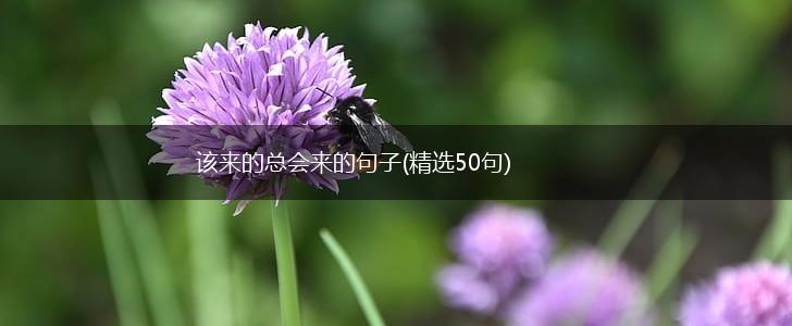 该来的总会来的句子(精选50句),第1张