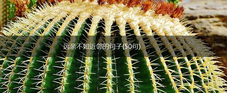 远亲不如近邻的句子(50句),第1张