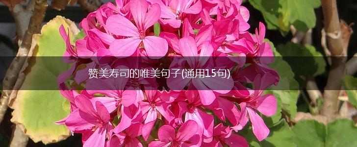 赞美寿司的唯美句子(通用15句),第1张