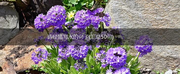 诗经描写水的句子(汇总50句),第1张
