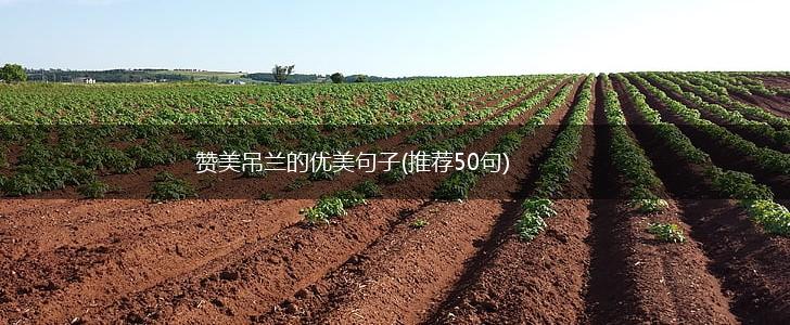 赞美吊兰的优美句子(推荐50句),第1张