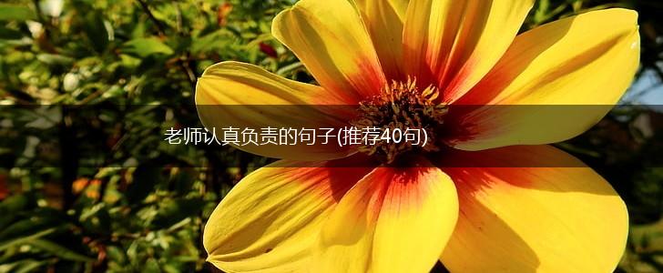 老师认真负责的句子(推荐40句),第1张