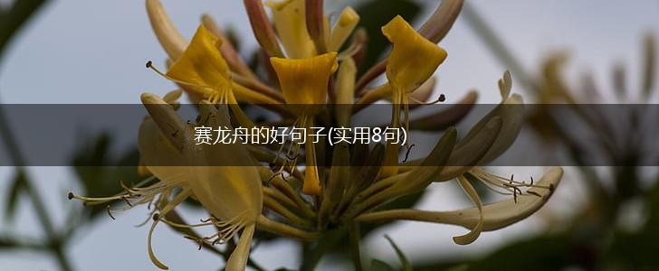 赛龙舟的好句子(实用8句),第1张