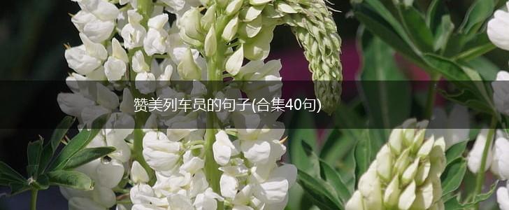 赞美列车员的句子(合集40句),第1张