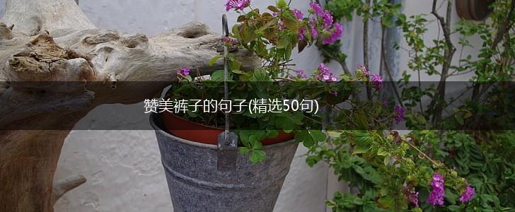 赞美裤子的句子(精选50句),第1张