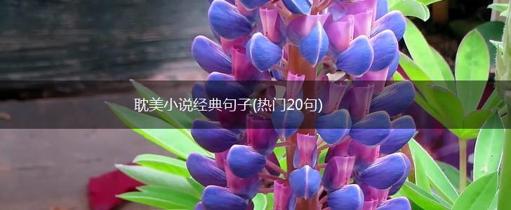 耽美小说经典句子(热门20句),第1张