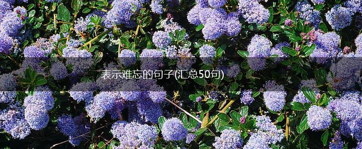 表示难忘的句子(汇总50句),第1张