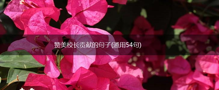 赞美校长贡献的句子(通用54句),第1张