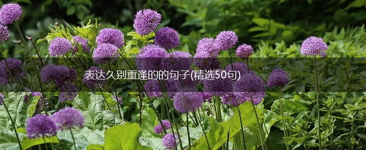 表达久别重逢的的句子(精选50句),第1张