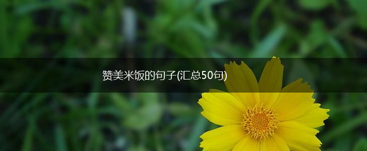 赞美米饭的句子(汇总50句),第1张