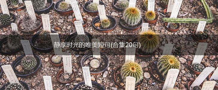 静享时光的唯美短句(合集20句),第1张