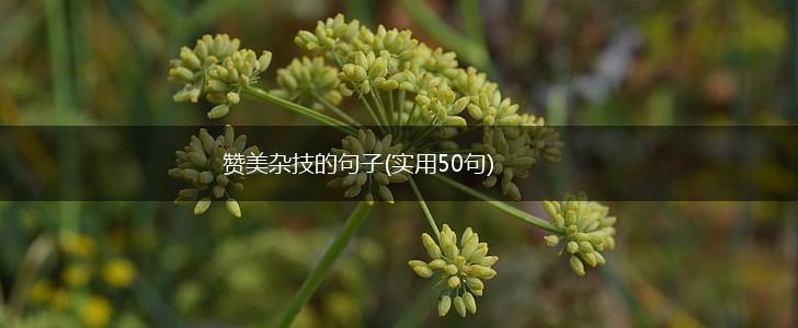 赞美杂技的句子(实用50句),第1张