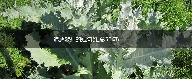 追逐梦想的短句(汇总50句),第1张