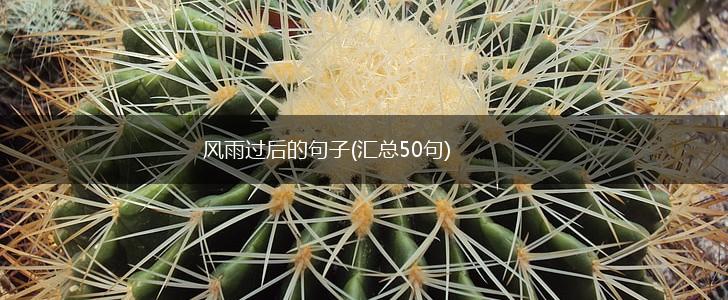 风雨过后的句子(汇总50句),第1张