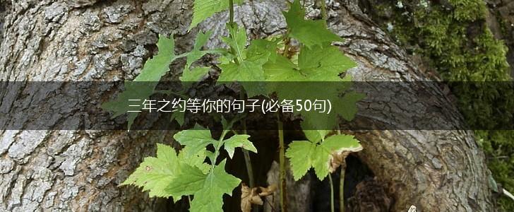 三年之约等你的句子(必备50句),第1张