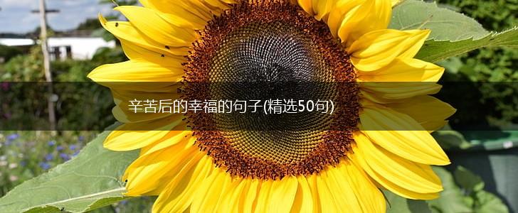 辛苦后的幸福的句子(精选50句),第1张 辛苦后的幸福的句子(精选50句),第1张