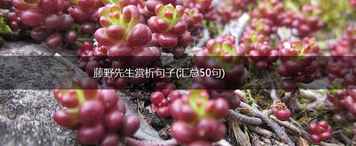 藤野先生赏析句子(汇总50句),第1张