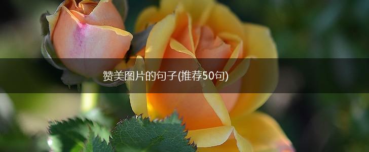 赞美图片的句子(推荐50句),第1张
