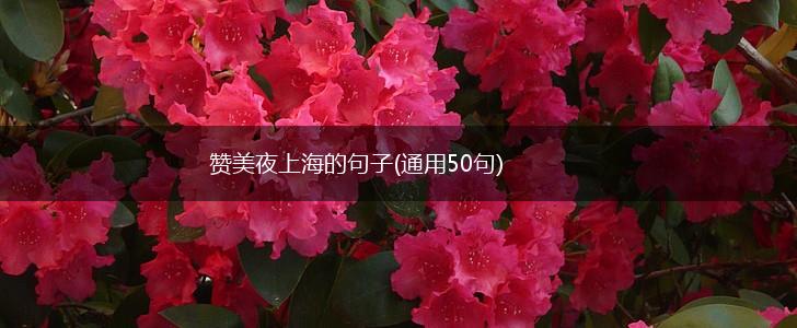 赞美夜上海的句子(通用50句),第1张