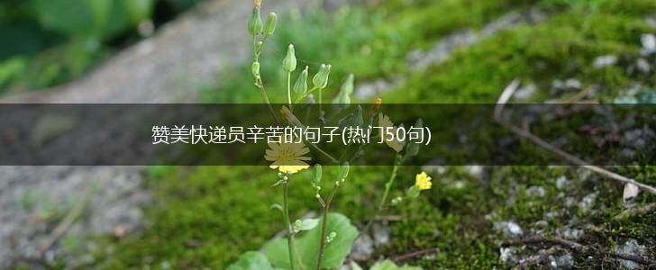 赞美快递员辛苦的句子(热门50句),第1张
