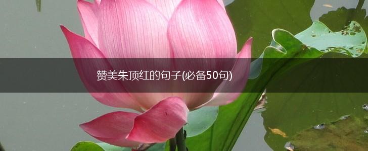 赞美朱顶红的句子(必备50句),第1张