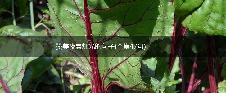 赞美夜景灯光的句子(合集47句),第1张