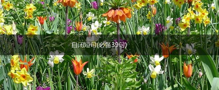 自闭短句(必备39句),第1张
