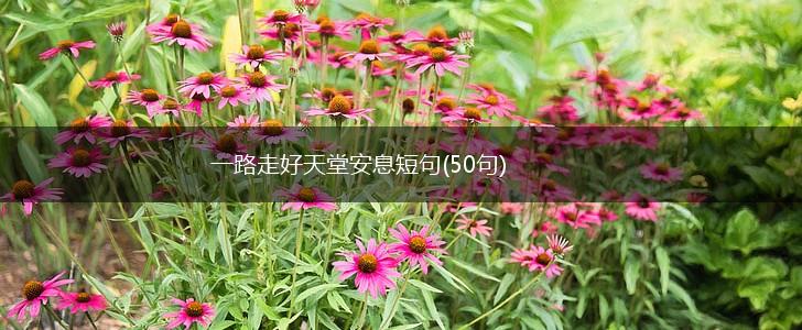 一路走好天堂安息短句(50句),第1张