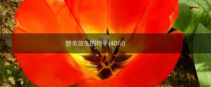 赞美放生的句子(40句),第1张