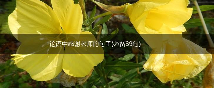 论语中感谢老师的句子(必备39句),第1张