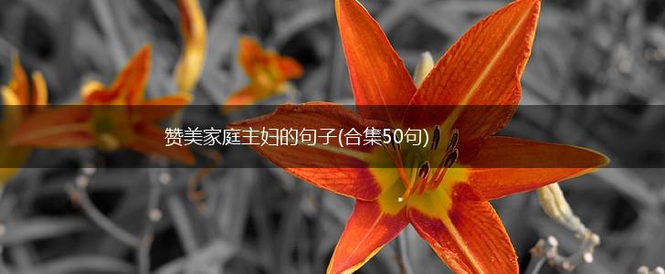 赞美家庭主妇的句子(合集50句),第1张