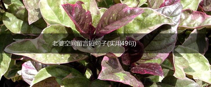 老婆空间留言短句子(实用49句),第1张