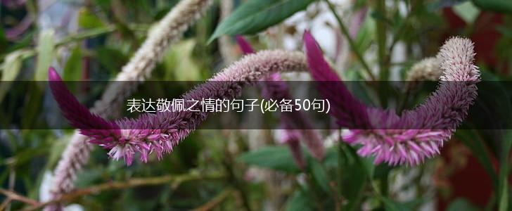 表达敬佩之情的句子(必备50句),第1张