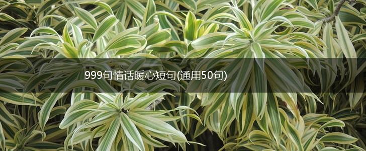 999句情话暖心短句(通用50句),第1张