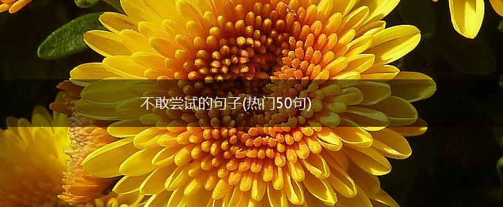 不敢尝试的句子(热门50句),第1张