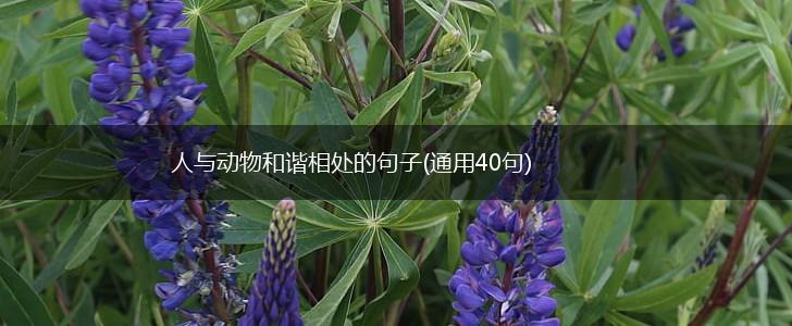 人与动物和谐相处的句子(通用40句),第1张