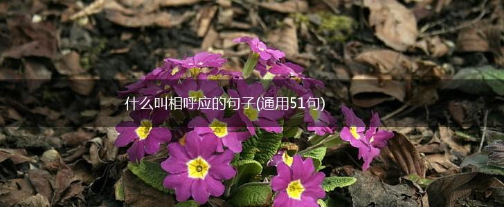 什么叫相呼应的句子(通用51句),第1张